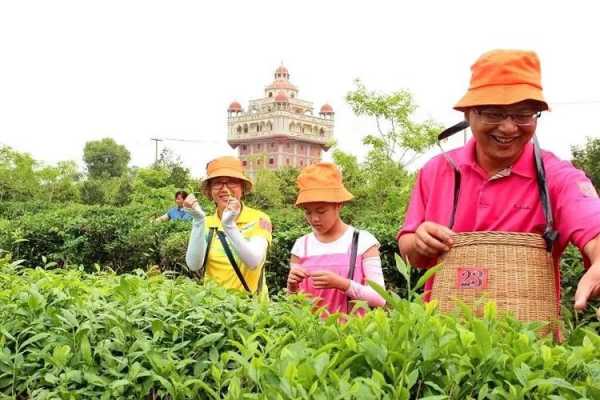 茶园春意盎然，招聘新篇启航！